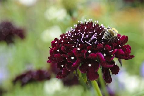 Scabiosa Atropurpurea Black Knight Bbc Gardeners World Magazine