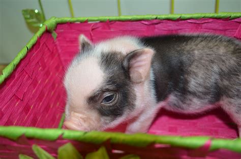 Male Micro Mini Pig Saltyspurminipigs Miami Fl Mini Pigs Micro Mini