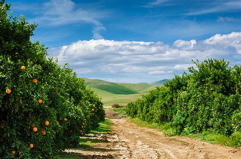 California Orange Groves Stock Photos Pictures And Royalty Free Images