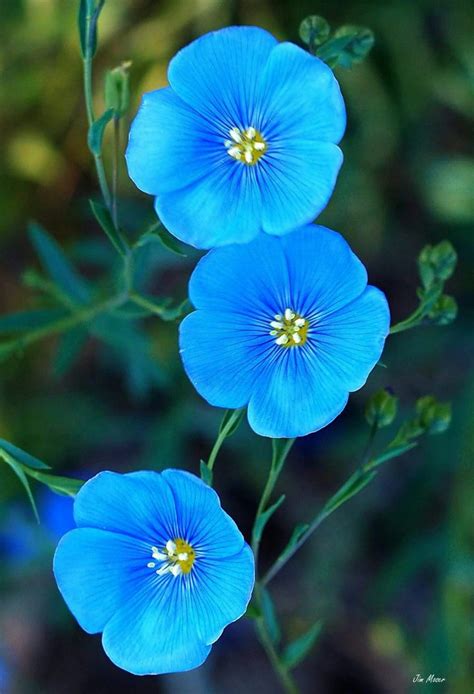 Pretty Beautiful Flowers Pictures Amazing Flowers Flax Flowers