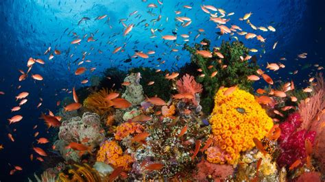 Hd Wallpapers Ocean Coral Reefs With Corals Exotic
