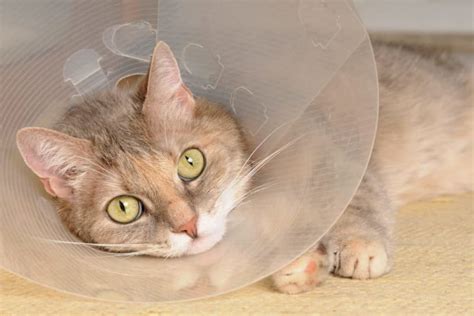 Cat Wound Care 101 The Complete Guide