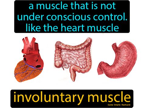 Involuntary Muscle Easy Science Heart Muscle Biology Facts Muscle