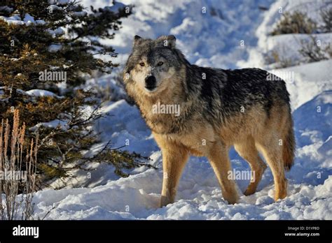 Grey Wolf Timber Wolf Canis Lupus Winter Habitat Captive Raised