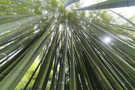 Bamboo photo en contre plongée de tiges de bambous