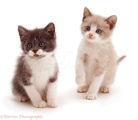 Two Cute Kittens Photo Wp04642