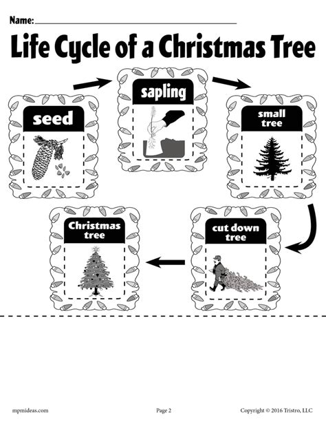 life cycle   christmas tree  printable worksheet supplyme