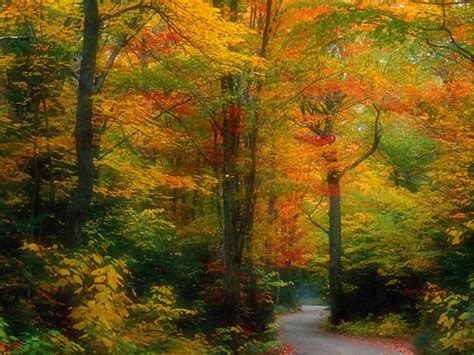 Autumn Magic Forest Autumn Colours Lane Road Trees Hd Wallpaper