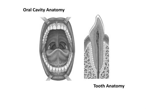 Pdf Oral Cavity Anatomy Chute · Oral Cavity Anatomy Tooth Anatomy