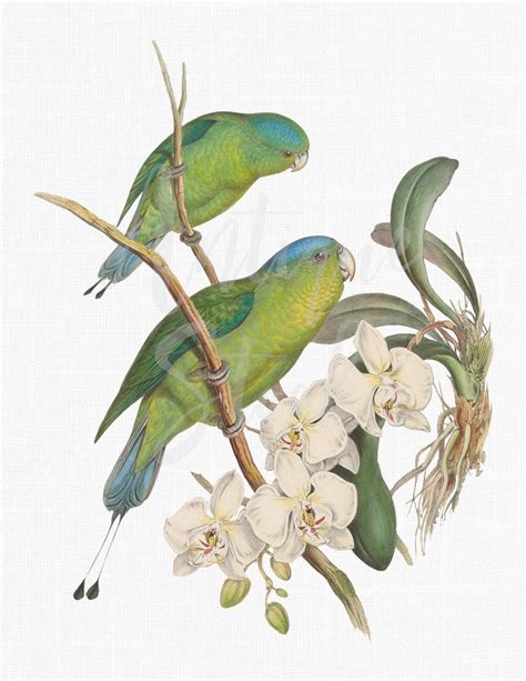 Parrot Clip Art Audubon Birds Clipart Blue Crowned Etsy