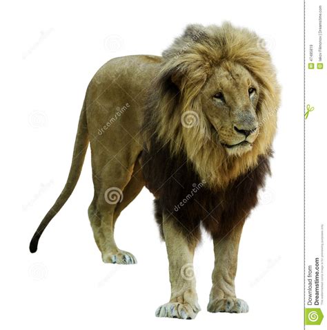 Adult Male Lion Isolated On White Stock Image Image Of Predator