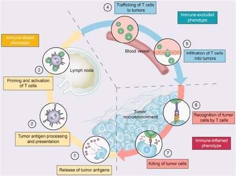 The Tumor Immunity Cycle And Three Immunophenotypes Antitumor Immunity