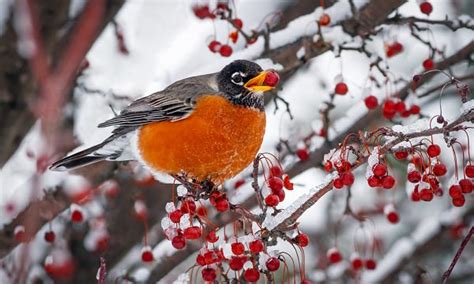 Humans need food and water to survive. How Long can a Bird Live Without Food?