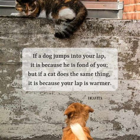 Cats Vs Dogs Quotes And Funny Sayings For Your Beloved Pets