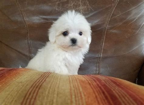 Maltese Puppy For Sale In Los Angeles Ca Adn 59374 On
