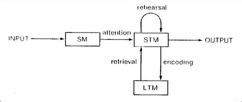 3 Schematic Representation Of The Human Information Processing System