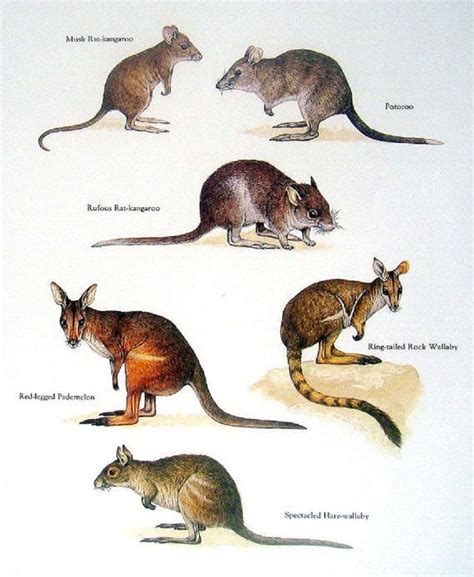 Small kangaroo-type marsupials of Australia | Animals wild ...