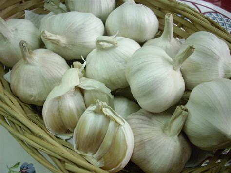 Berikut khasiat mengonsumsi bawang putih mentah untuk kesehatan tubuh. DIARI DIELA: Khasiat Bawang Putih