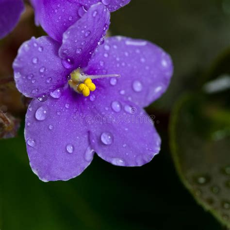 Violets Flowers Stock Image Image Of Closeup Natural 70028837