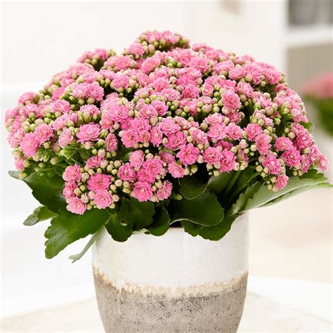 13 indoor plants with white flowers 1. Buy pink flaming katy Kalanchoe blossfeldiana 'Don Nando ...
