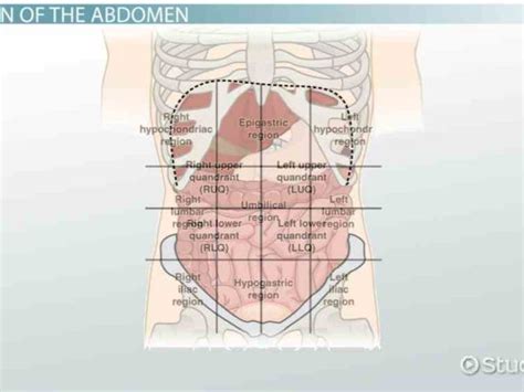 9 anatomical quadrants, anatomical quadrants and regions, anatomical quadrants of the abdomen, anatomical quadrants. quadrants read · edit view history de Picture Of Abdominal ...