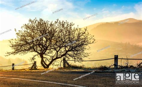 Interesting Tree By The Road At Foggy Sunrise Beautiful Mountainous