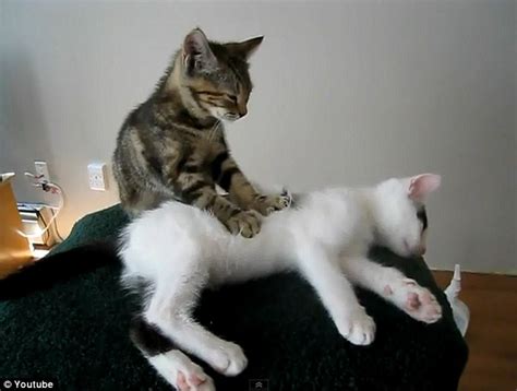 Cat Feels Better Adorable Video Of Kitten Giving His Feline Friend A