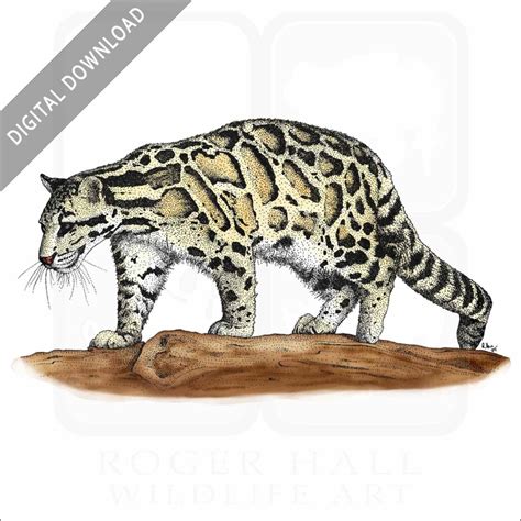 Stock Art Drawing Of A Clouded Leopard Inkart