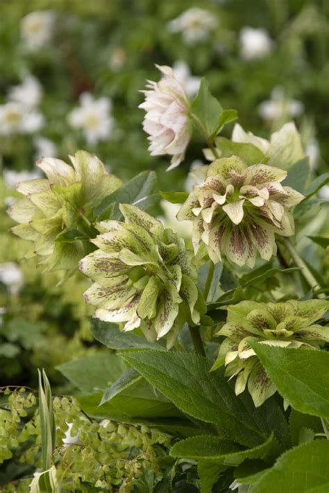 Winter Jewels Painted Doubles Hellebore Monrovia Plant