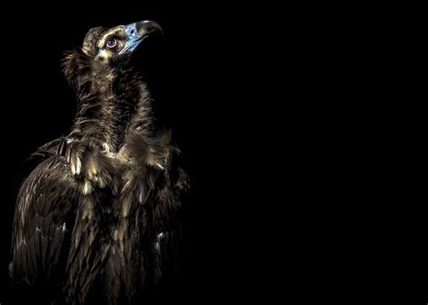 1080p Free Download Birds Vulture Bird Hd Wallpaper Peakpx