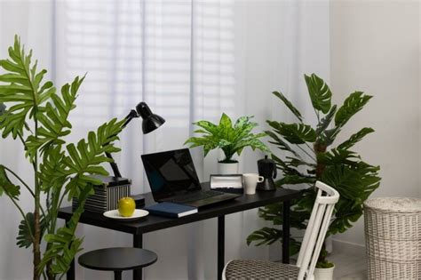 5 Great Indoor Plants For The Office Radway Bridge Garden Centre