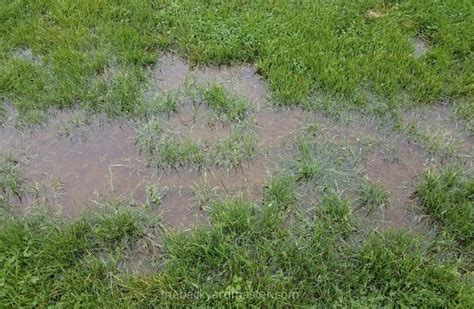 How To Dry Up A Wet Yard Fix Your Soggy Lawn The Backyard Master In