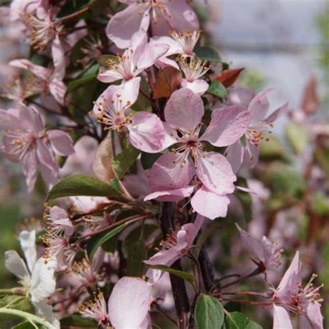 Spring Snow Crabapple Kiwi Nurseries Ltd