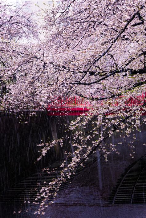 Cherry Blossoms Fall Smithsonian Photo Contest Smithsonian Magazine