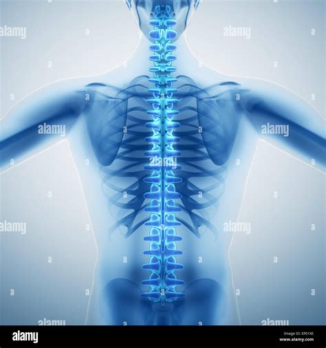 Human Backbone Stock Photo Alamy