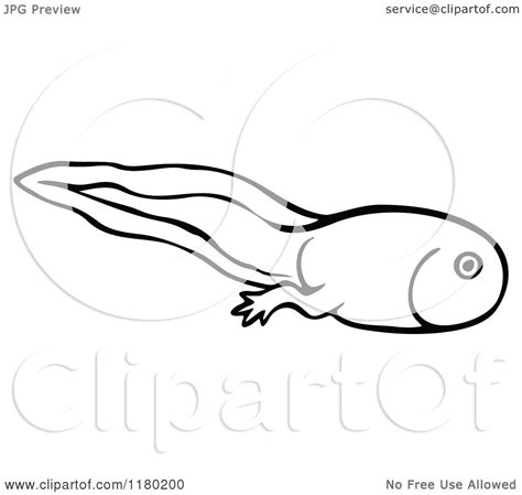 Clipart Of A Black And White Sketched Tadpole Royalty Free Vector
