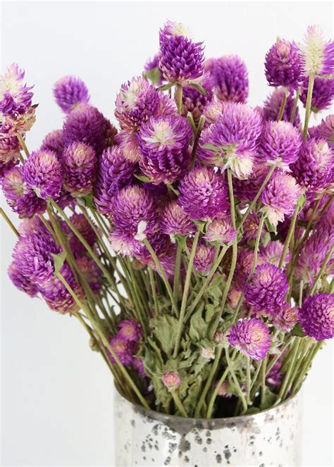 Natural Air Dried Globe Amaranth In Purple 4oz Bundle Purple