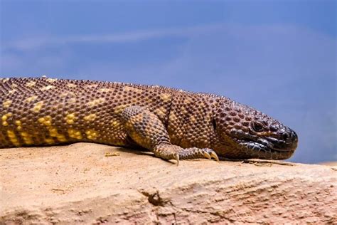 Are Lizards Poisonous And 3 Types Of Venomous Lizards A Z Animals