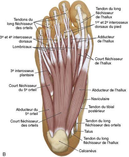 Pareja Hip Tesis Suavemente Muscles Pieds Anatomie Frontera Nueva