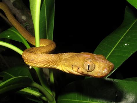 Invasive Brown Tree Snakes Stun Scientists With Amazing New Climbing