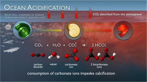 Ocean Acidification Threatens Food Security Report Climate Central