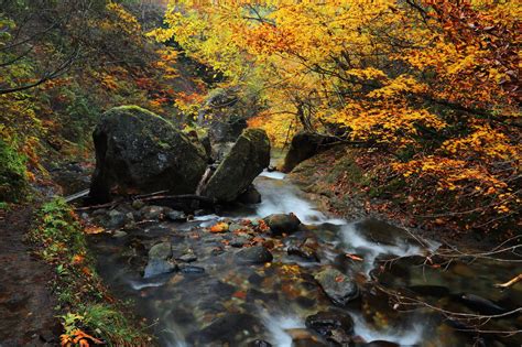 River Autumn Stone Wood Moss Twigs Creek Japan Yamagata