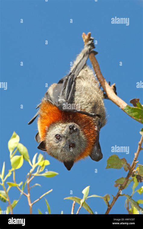 Grey Headed Flying Fox Pteropus Poliocephalus Hanging From A Branch