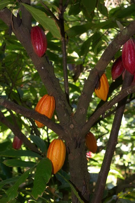 Cacao Trees Can Live To Be 200 Years Old But They Produce Marketable