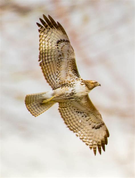 Soaring Red Tail Hawk In Flight Photograph By Michael Moriarty Pixels