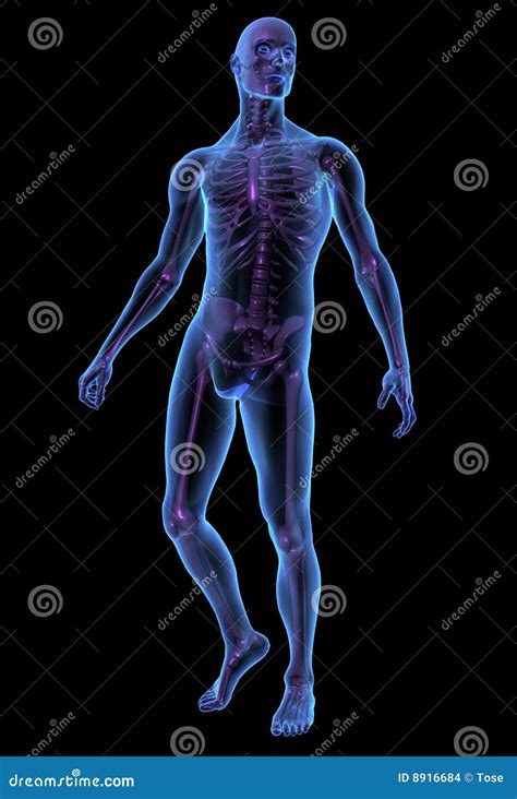 X Ray Illustration Male Human Body And Skeleton Stock Illustration