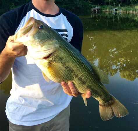How To Fish For Largemouth Bass The Critter Depot