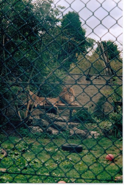 Just Lions Where It All Started Linton Zoo August 2006
