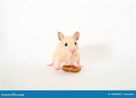 Cute Young Hamster Standing Stock Image Image Of Mammal Portrait