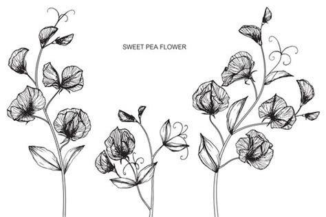 How To Draw A Sweet Pea Flower Step By Step Best Flower Site